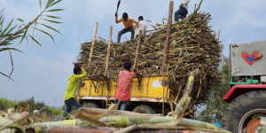 Sugarcane farmers of Beed